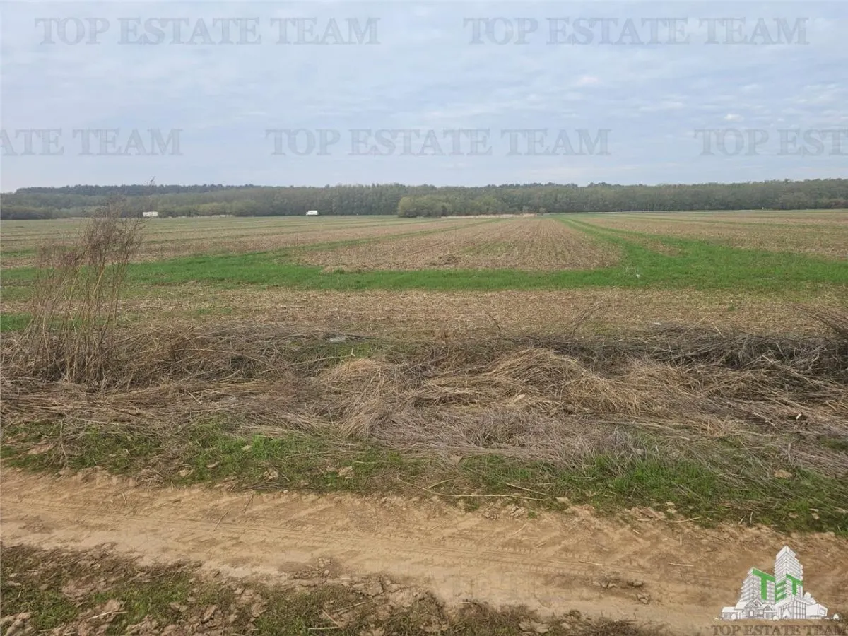 Terrain de 7.500 m² en lisière de forêt à Dragomiresti-Deal - foto 3