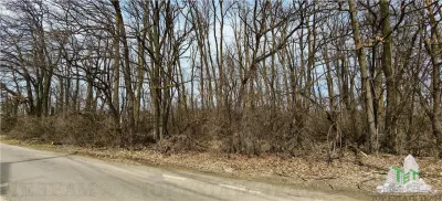 Premium Land / Forest in Corbeanca - Radarului Street - Corbeanca