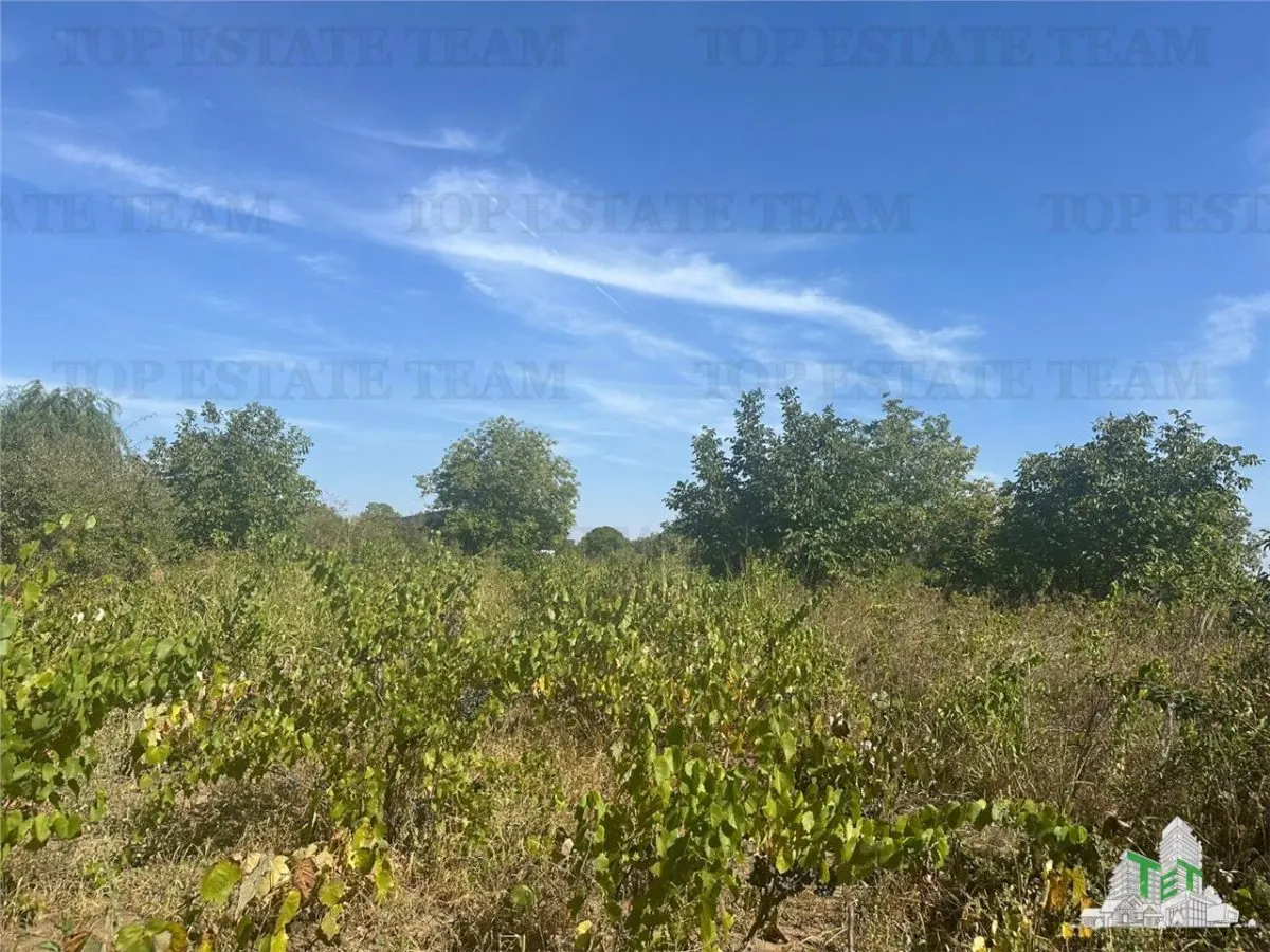Buildable Land for Sale, Brăneşti-Ilfov, 7,100 sqm – Residential or Investment - foto 2