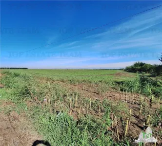 Land Plot Braila - Focsani Road - For Sale - Braila