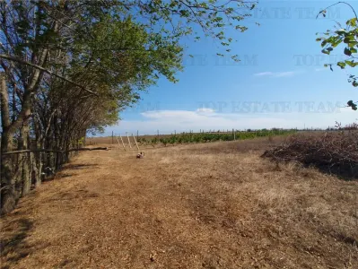Agricultural and Building Land Plot 2 Parcel A326/49, Agigea - Agigea