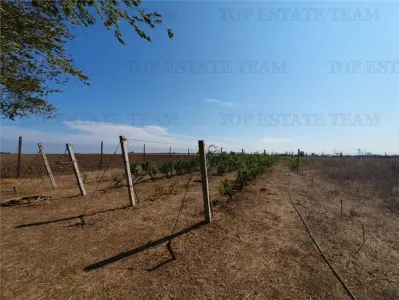 Agricultural and Building Land Plot 2 Parcel A326/49, Agigea - foto 6