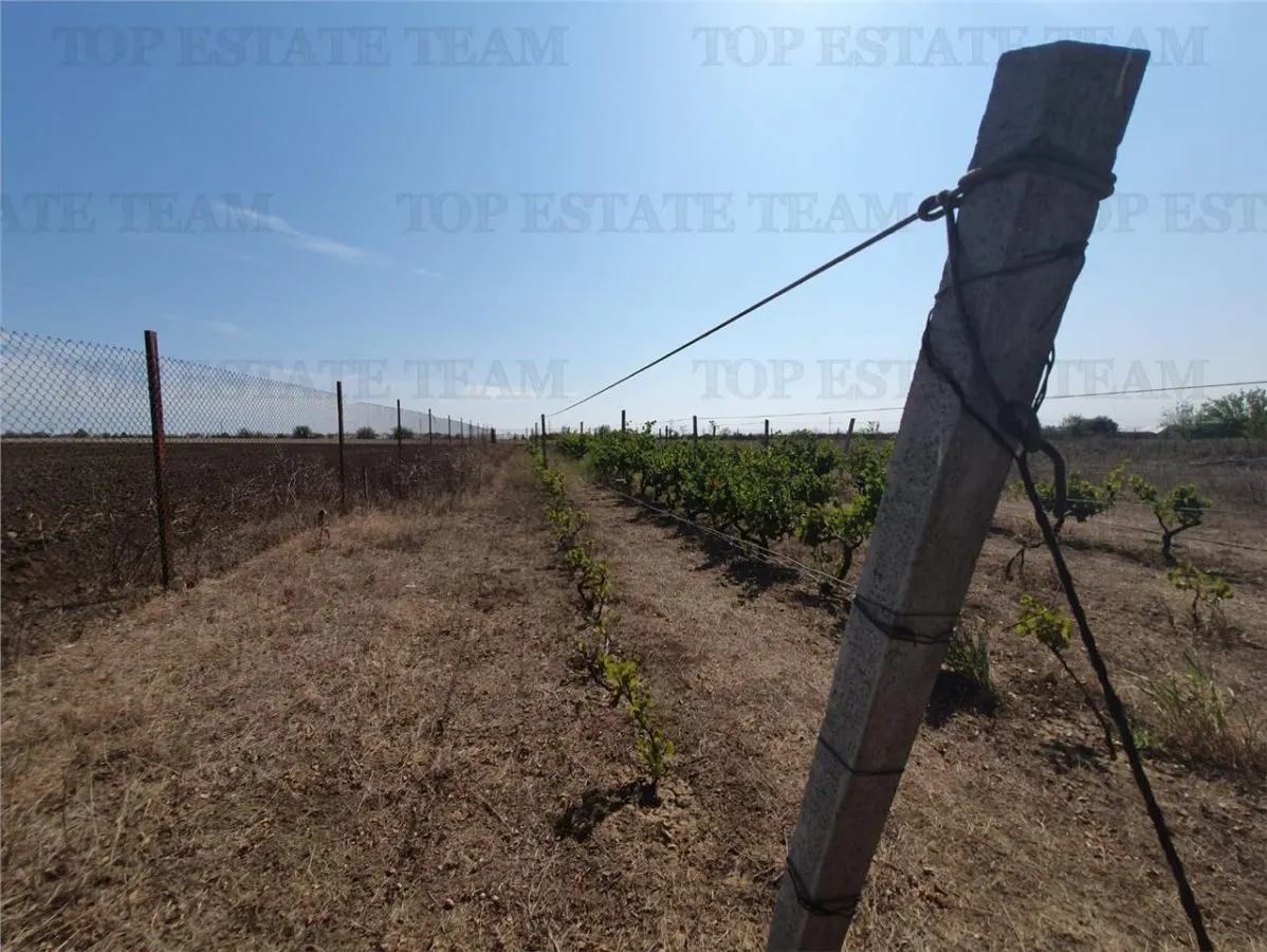 Agricultural and Building Land Plot 2 Parcel A326/49, Agigea - foto 7