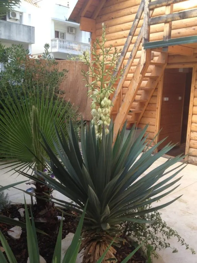 Hôtel à Vendre à Budva - foto 9