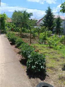 Villa Copou P+M 165sqm avec Terrain 1000sqm Limitrophe Jardin Botanique - Iasi