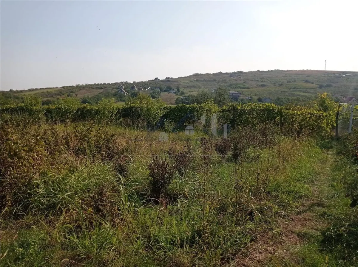 Tomesti - Terrain avec Cabane en Bois - foto 6