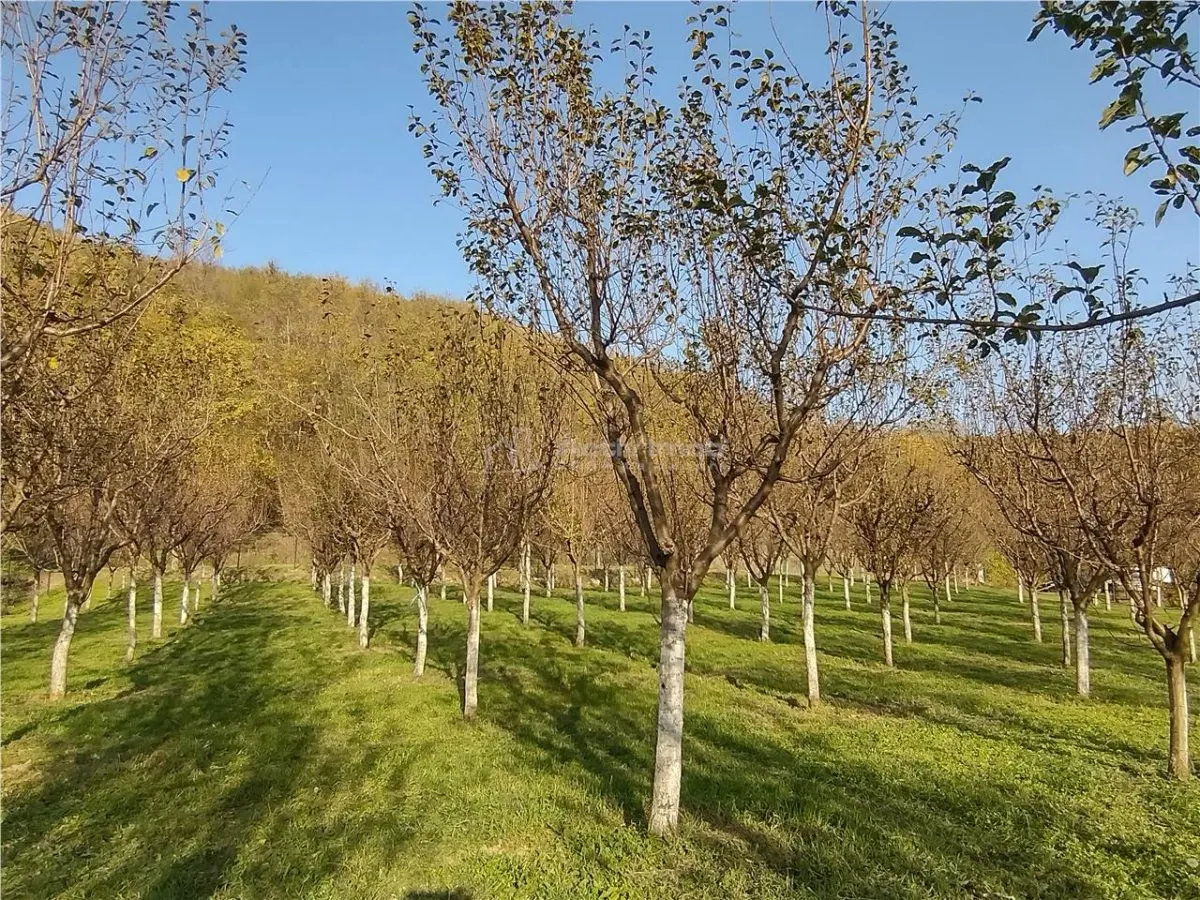 Slatina-Nera, 1445 m² Terrain Routier Bordant la Rivière Nera - foto 9