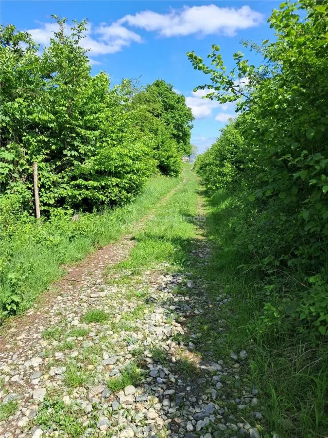 Terrain pour Cabane à la Lisière de Forêt, Tălmaciu - foto 4