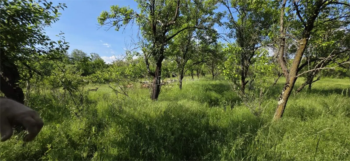Terrain 3 000 m² Zone Urbanisée Razvad Redeventei - foto 2