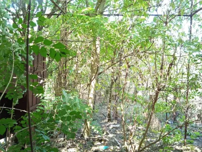 Iam, Casa de 5 Dormitorios con Terreno, 1.439 m² Parcela, Negociable - foto 12