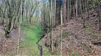 7-Hectare Estate in Apuseni - Criscior, Hunedoara - foto 4