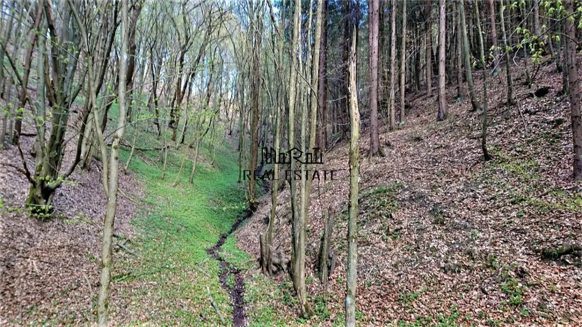 7-Hectare Estate in Apuseni - Criscior, Hunedoara - foto 4