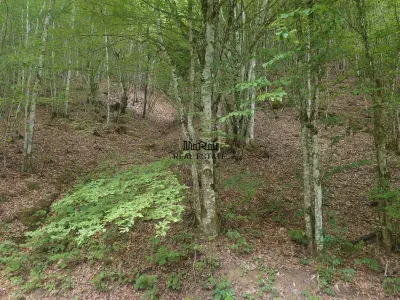Land Plot in Bulzestii de Sus – 2,255 sqm - foto 2